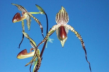 Gold of Kinabalu” Orchid